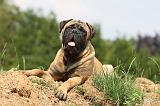 BULLMASTIFF 326